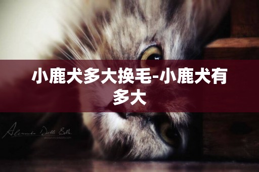 小鹿犬多大換毛-小鹿犬有多大