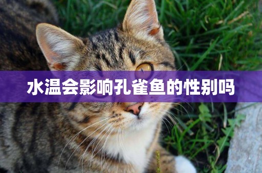 水溫會影響孔雀魚的性別嗎