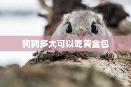 狗狗多大可以吃黃金包