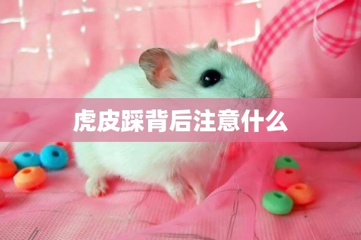 虎皮踩背后注意什么