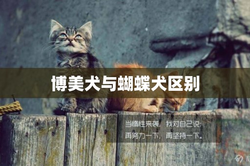 博美犬與蝴蝶犬區別