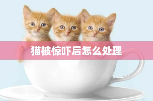 貓被驚嚇后怎么處理