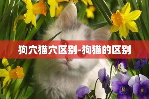 狗穴貓穴區別-狗貓的區別