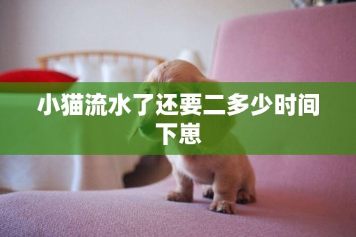 小貓流水了還要二多少時間下崽