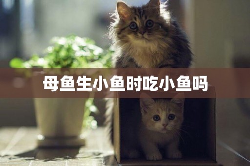 母魚生小魚時吃小魚嗎