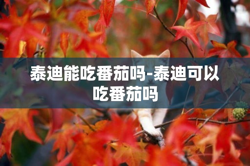 泰迪能吃番茄嗎-泰迪可以吃番茄嗎