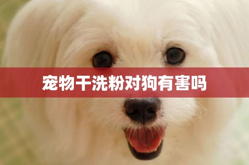 寵物干洗粉對狗有害嗎