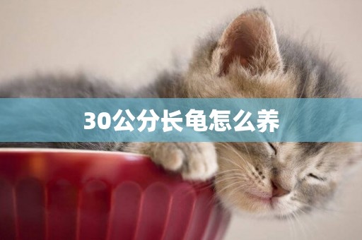 30公分長龜怎么養