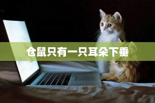 倉鼠只有一只耳朵下垂