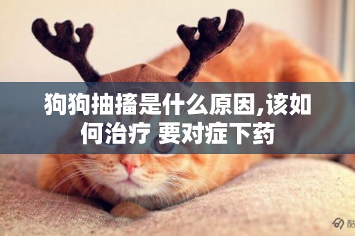 狗狗抽搐是什么原因,該如何治療 要對癥下藥