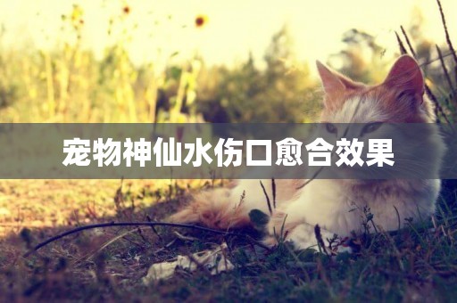 寵物神仙水傷口愈合效果