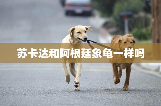 蘇卡達和阿根廷象龜一樣嗎