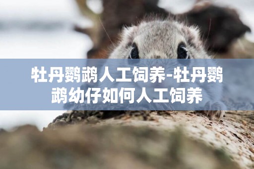 牡丹鸚鵡人工飼養-牡丹鸚鵡幼仔如何人工飼養