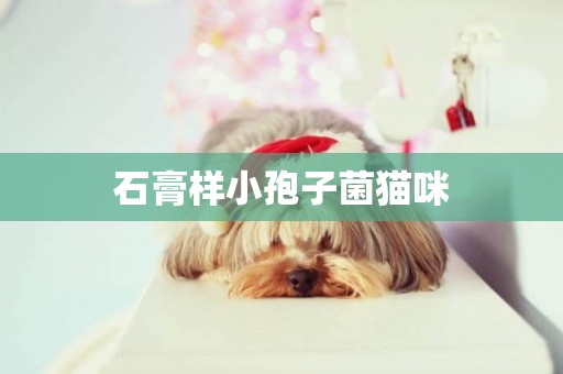 石膏樣小孢子菌貓咪