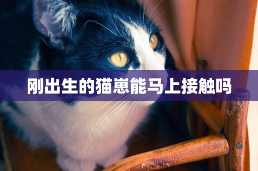 剛出生的貓崽能馬上接觸嗎