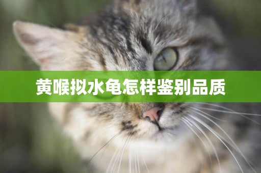 黃喉擬水龜怎樣鑒別品質