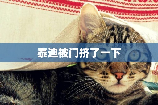 泰迪被門擠了一下