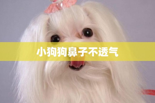 小狗狗鼻子不透氣