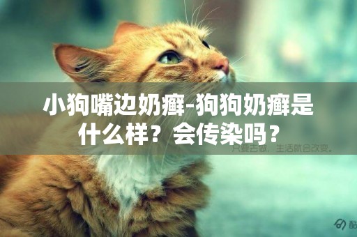 小狗嘴邊奶癬-狗狗奶癬是什么樣？會傳染嗎？