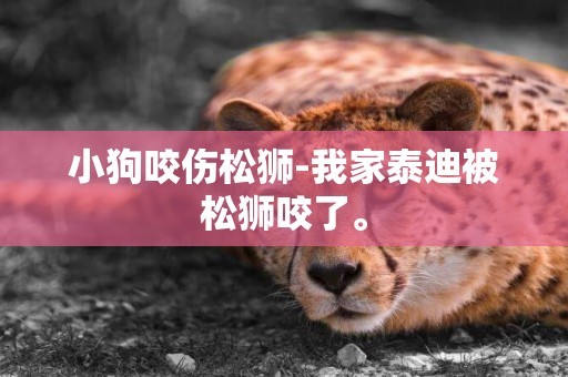 小狗咬傷松獅-我家泰迪被松獅咬了。