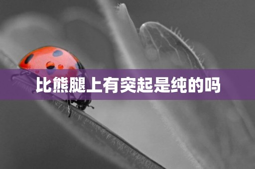 比熊腿上有突起是純的嗎