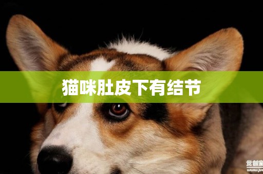 貓咪肚皮下有結節