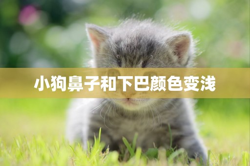 小狗鼻子和下巴顏色變淺