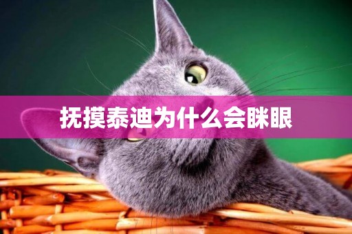 撫摸泰迪為什么會瞇眼