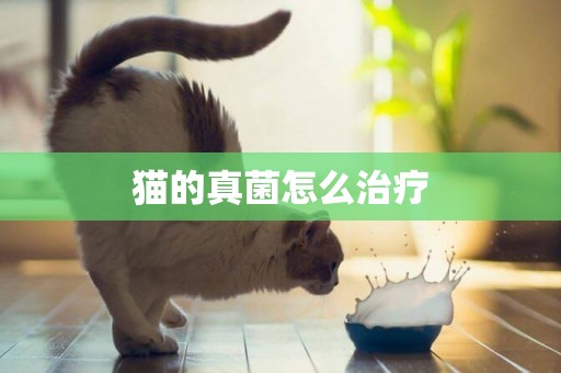 貓的真菌怎么治療