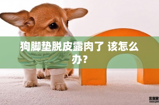 狗腳墊脫皮露肉了 該怎么辦？