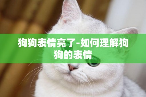狗狗表情亮了-如何理解狗狗的表情