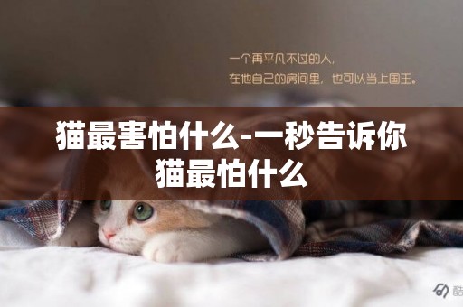 貓最害怕什么-一秒告訴你貓最怕什么