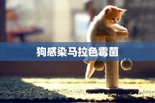 狗感染馬拉色霉菌