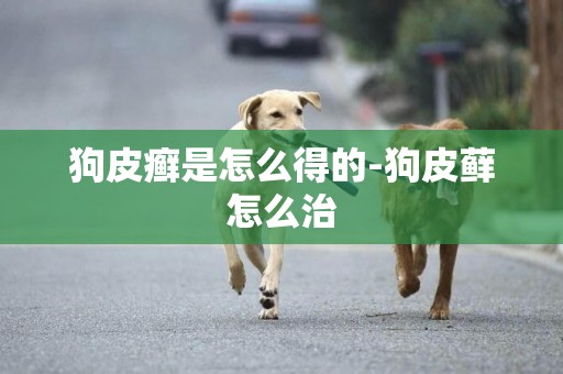 狗皮癬是怎么得的-狗皮蘚怎么治
