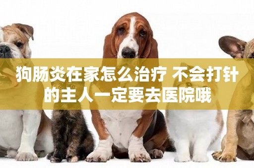 狗腸炎在家怎么治療 不會打針的主人一定要去醫院哦