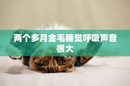 兩個多月金毛睡覺呼吸聲音很大