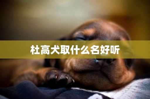 杜高犬取什么名好聽