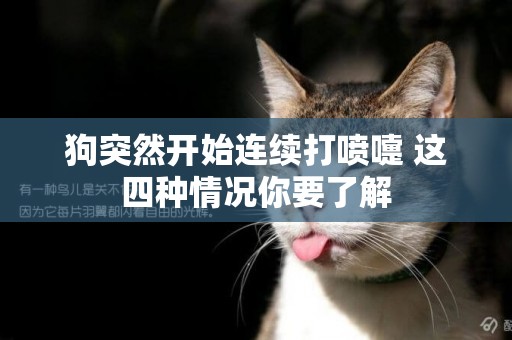 狗突然開始連續打噴嚏 這四種情況你要了解