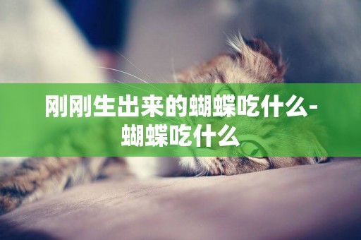 剛剛生出來的蝴蝶吃什么-蝴蝶吃什么