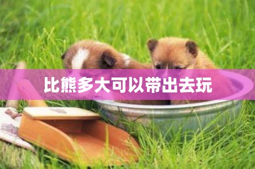 比熊多大可以帶出去玩