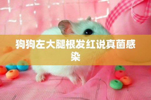狗狗左大腿根發紅說真菌感染