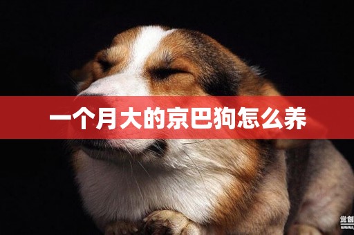 一個月大的京巴狗怎么養