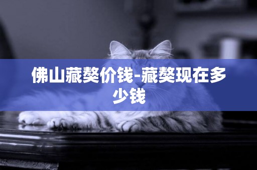 佛山藏獒價錢-藏獒現在多少錢