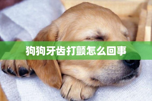 狗狗牙齒打顫怎么回事