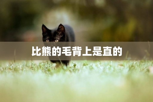 比熊的毛背上是直的