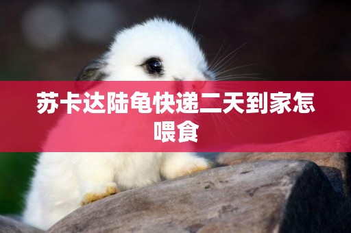 蘇卡達陸龜快遞二天到家怎喂食