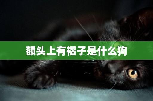 額頭上有褶子是什么狗