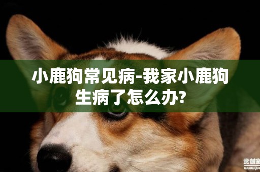 小鹿狗常見病-我家小鹿狗生病了怎么辦?