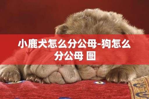 小鹿犬怎么分公母-狗怎么分公母 圖