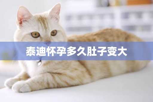泰迪懷孕多久肚子變大